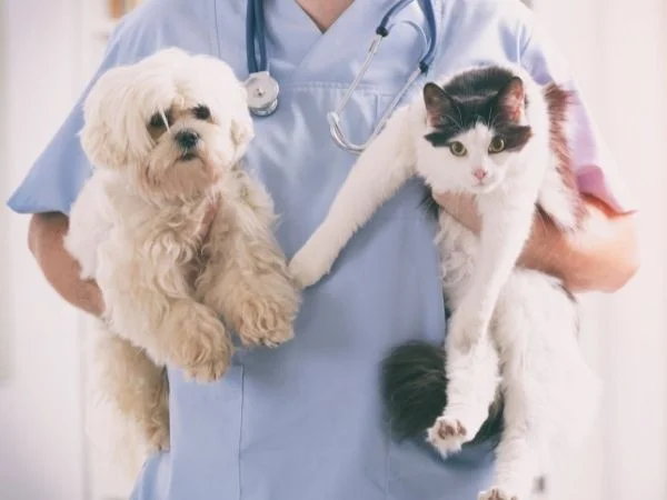 Quale università ha una laurea in veterinaria?